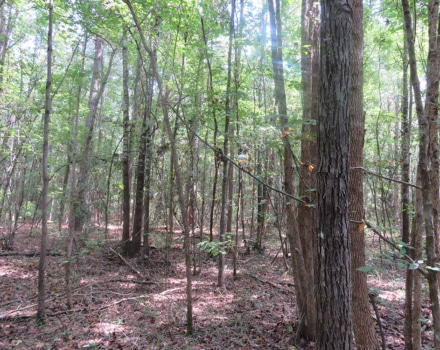 Clyde Place Vivian Tract