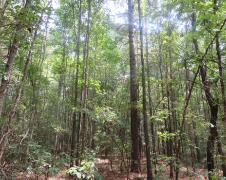 Clyde Place Vivian Tract