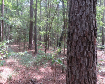 Clyde Place Vivian Tract