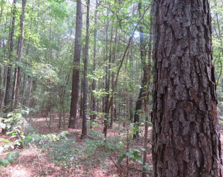 Clyde Place Vivian Tract