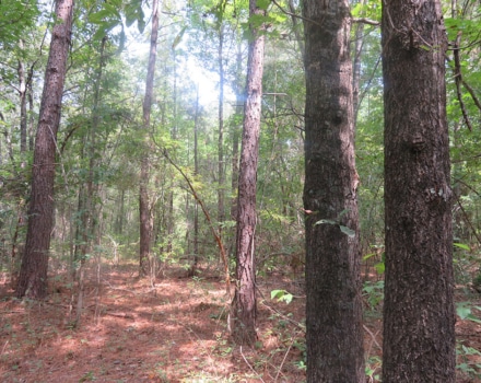 Clyde Place Vivian Tract