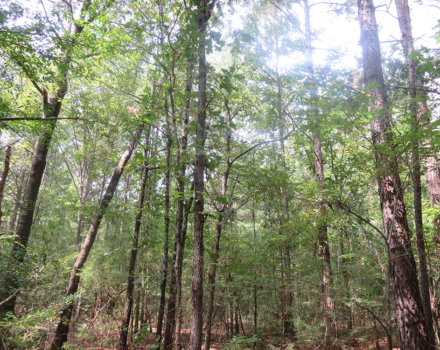 Clyde Place Vivian Tract