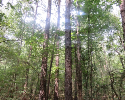 Clyde Place Vivian Tract