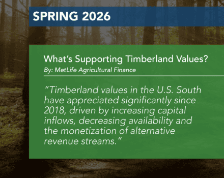 What’s Supporting Timberland Values?