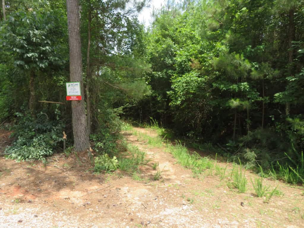 Forestry consultant marking a timber stand boundary in a managed hardwood forest