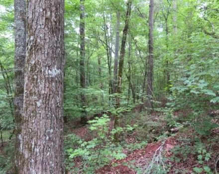 How to Choose the Right Forest Consultant for Your Timberland