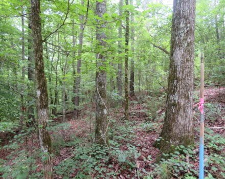 What Does a Forestry Consultant Do? A Landowner's Guide to Expert Forest Management